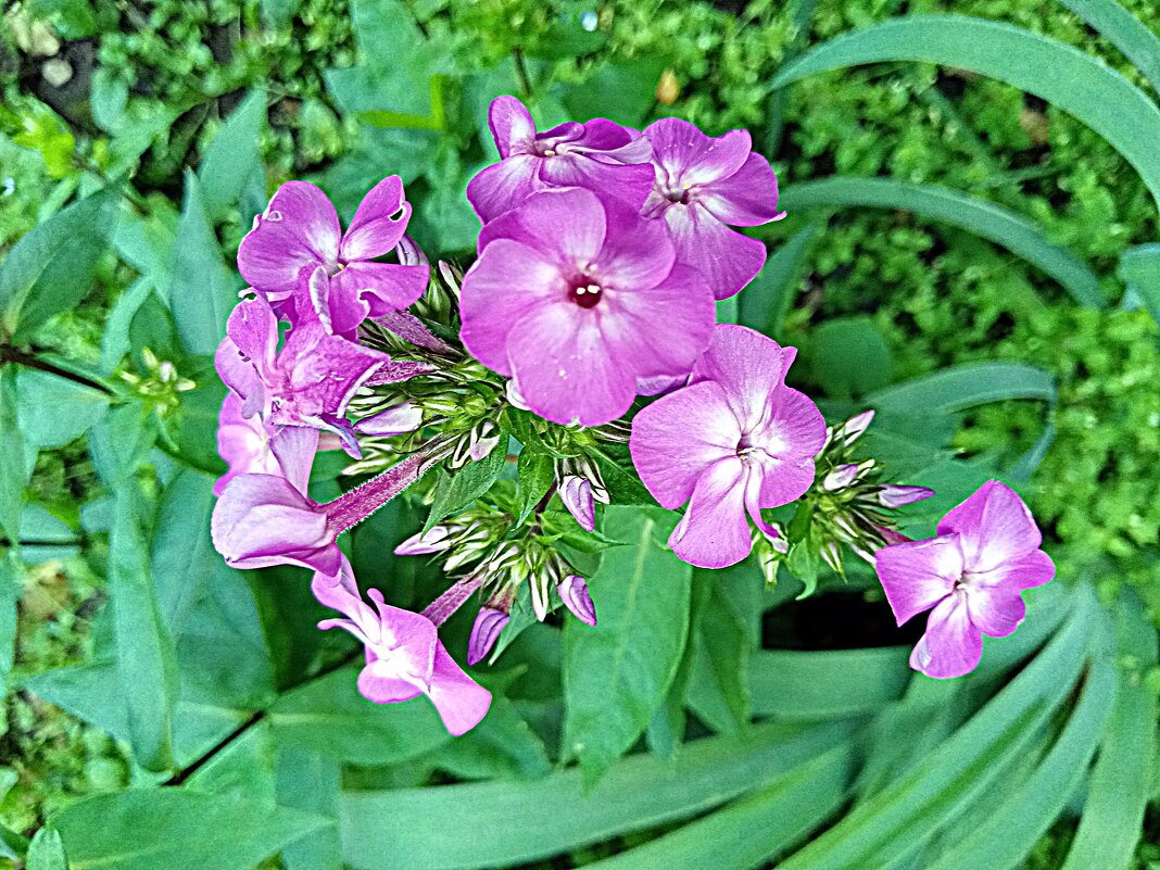Цветы. - Владимир Драгунский Цветы. - Владимир Драгунский