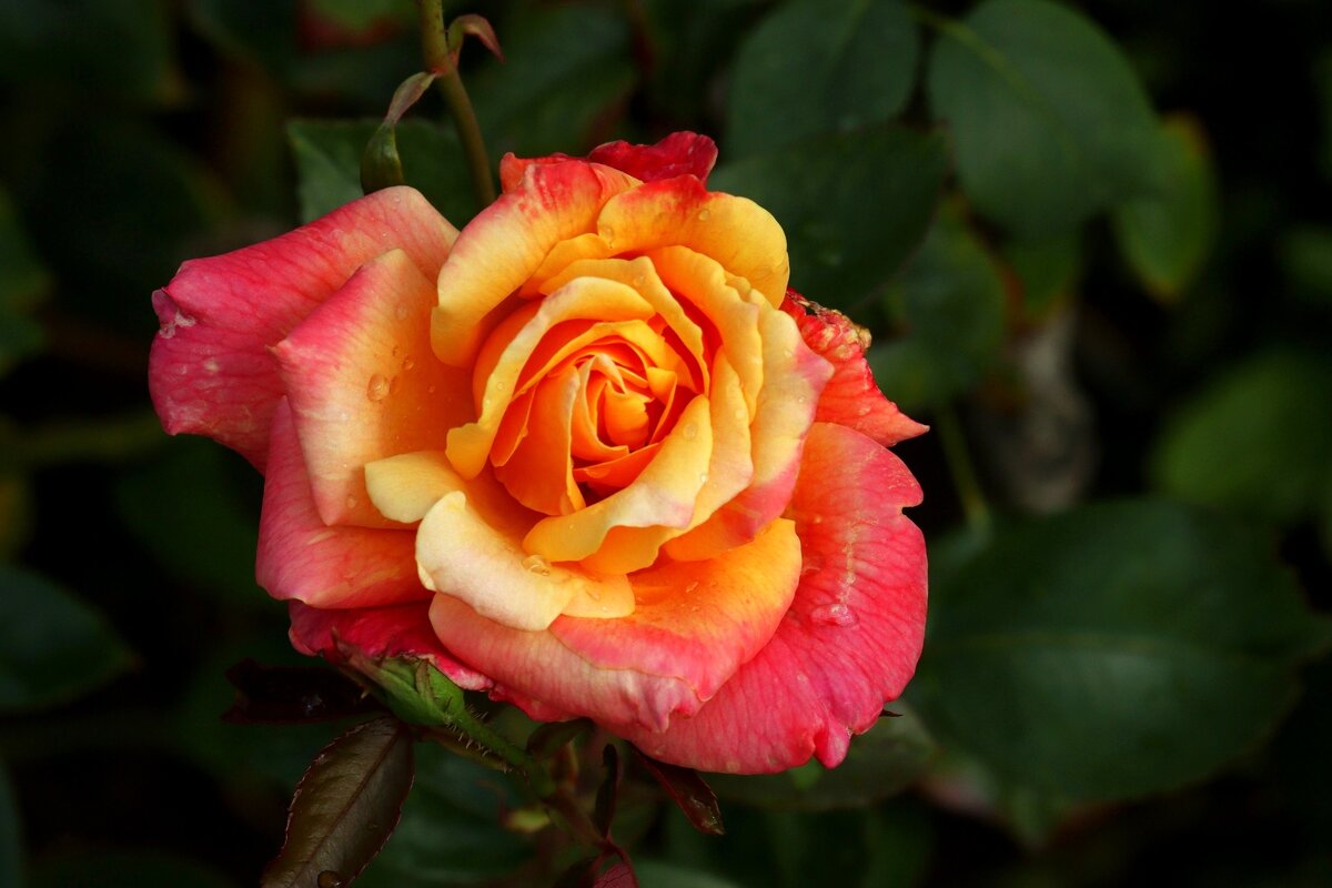 Доброе утро - Юрий. Шмаков