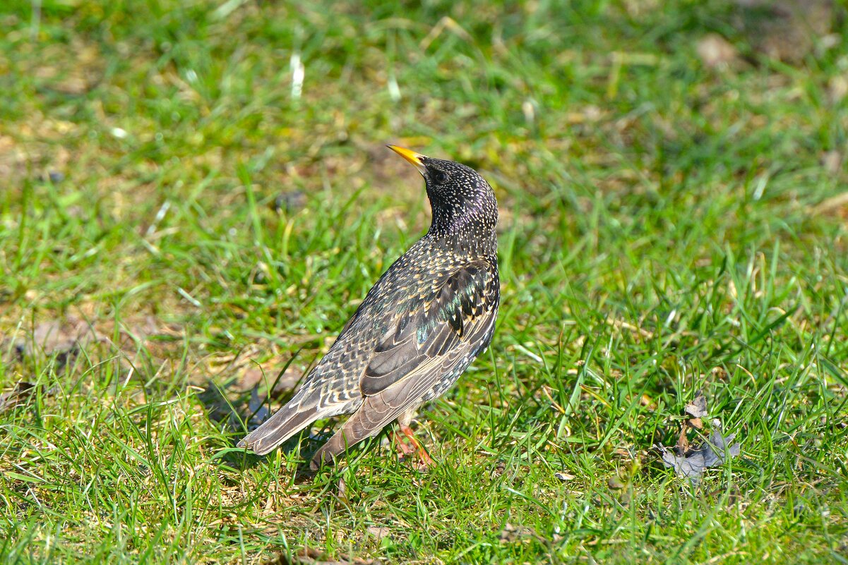 Скворец - Константин Анисимов Скворец - Константин Анисимов