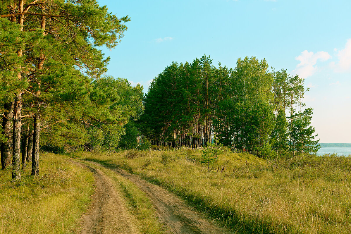 Дорога в Караканском бору - Дмитрий Конев