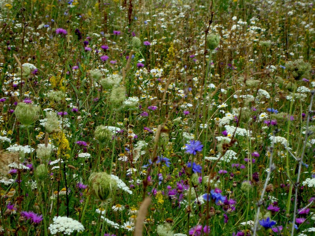 панно августа... - Галина Флора панно августа... - Галина Флора