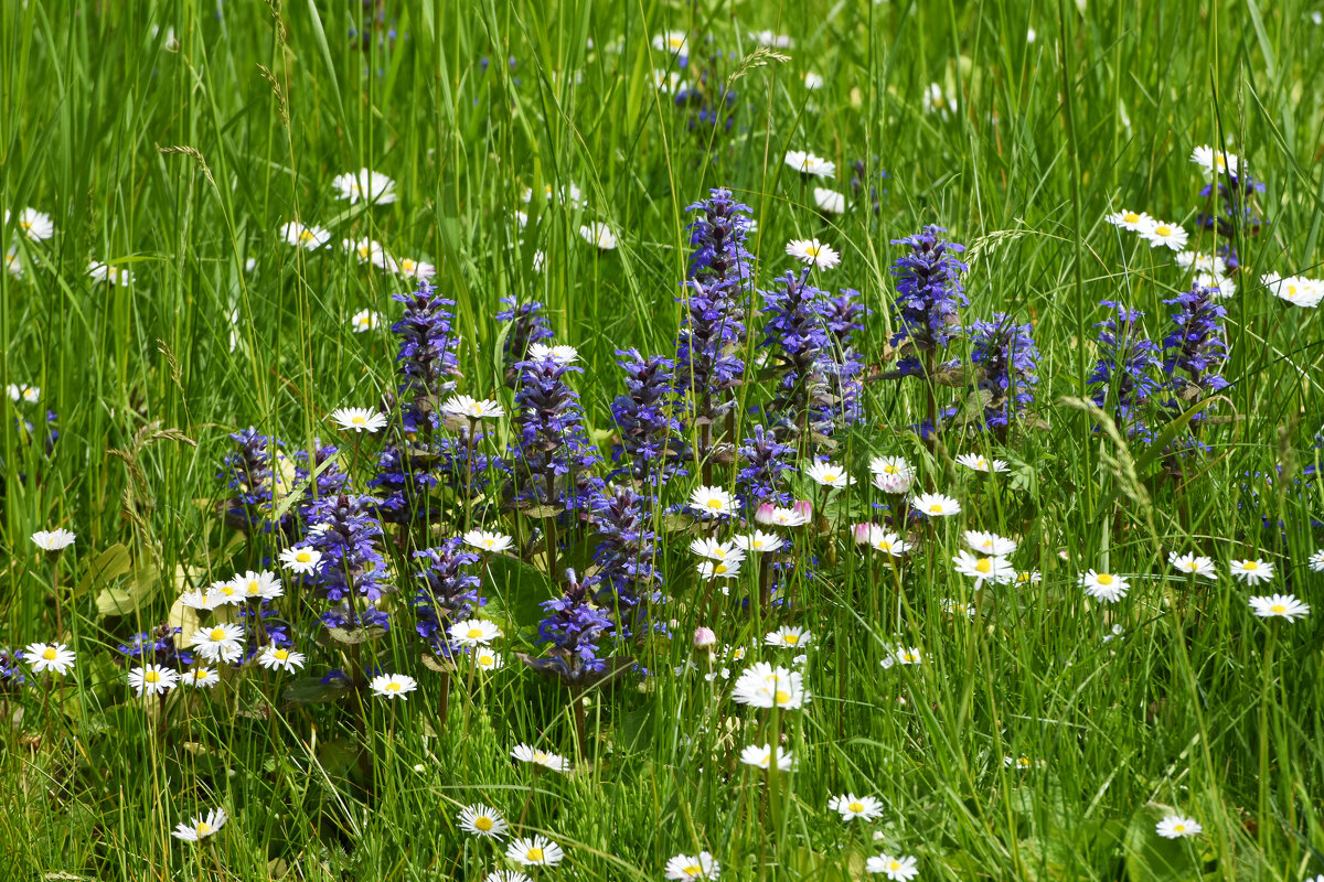 Весна в Ботаническом... Май. - Наташа *****