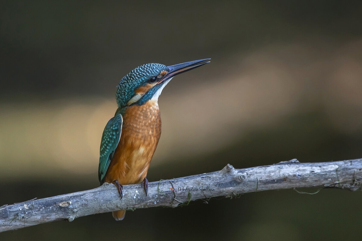 Зимородок. - Светлана Ивановна Медведева