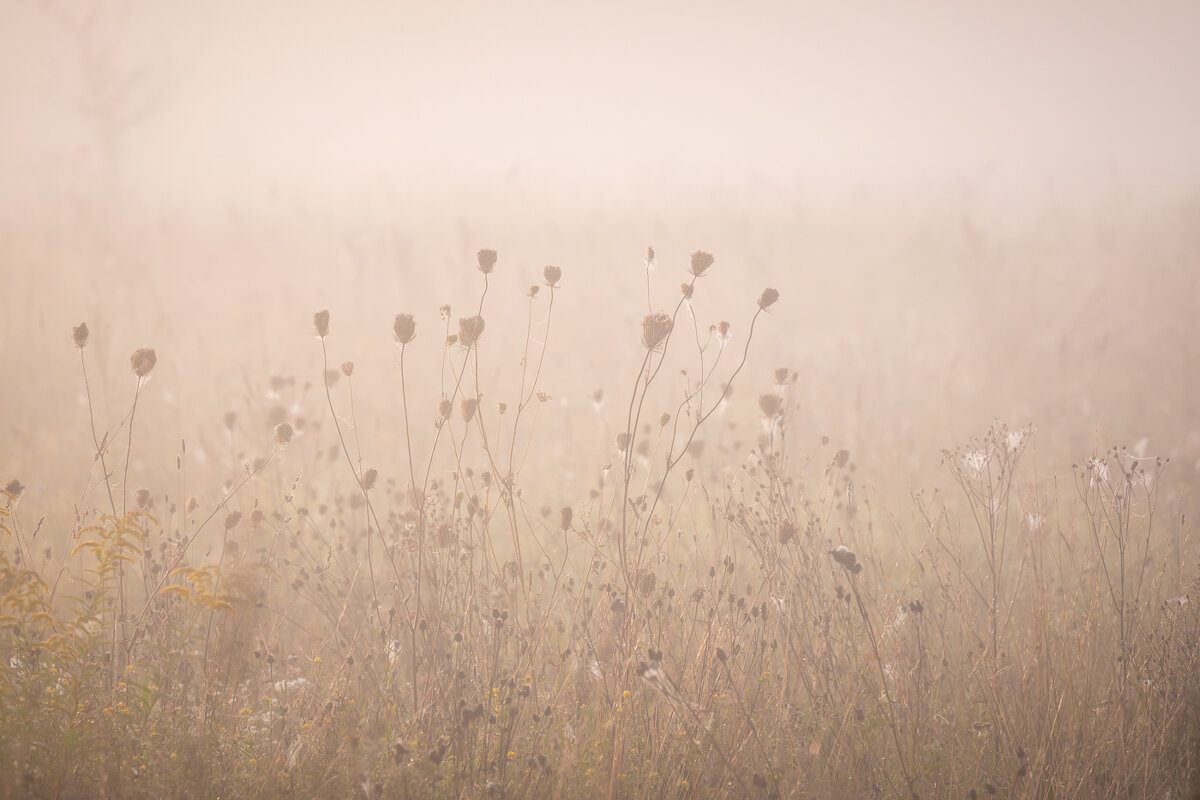 **** - Елизавета .