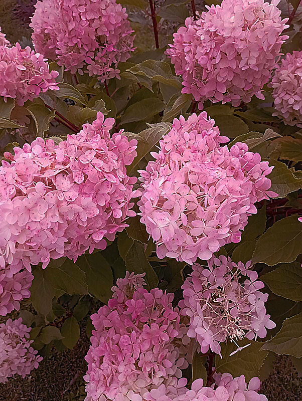 Гортензия - Елена Семигина