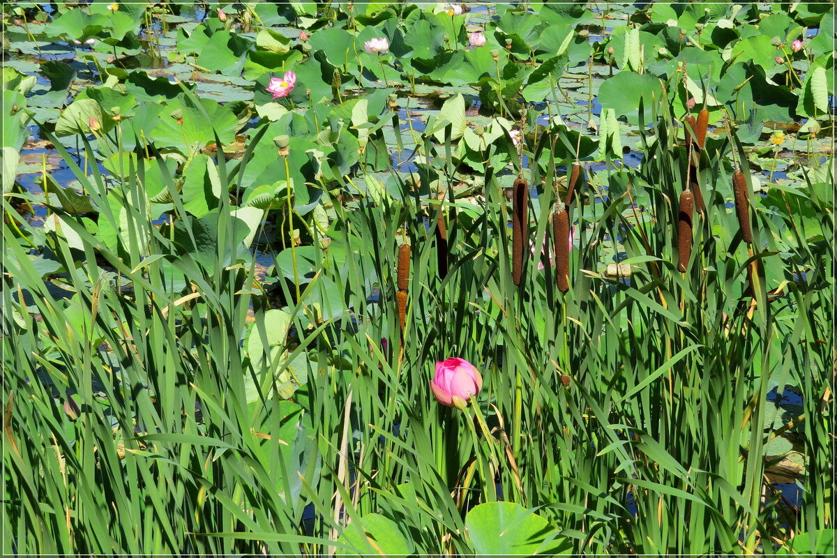 Окружили - Сеня Белгородский Окружили - Сеня Белгородский