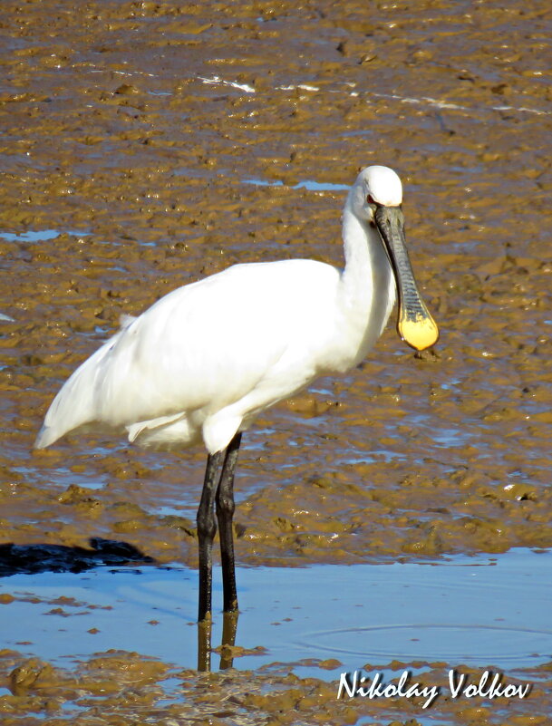 Колпица - Николай Волков