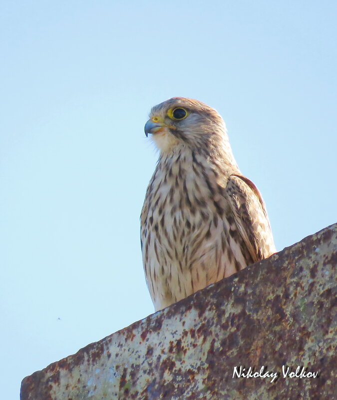 Пустельга - Николай Волков
