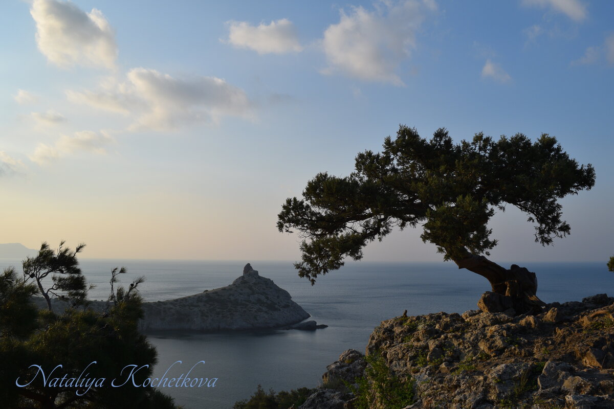 Природа Крыма - Amazing Cosmea