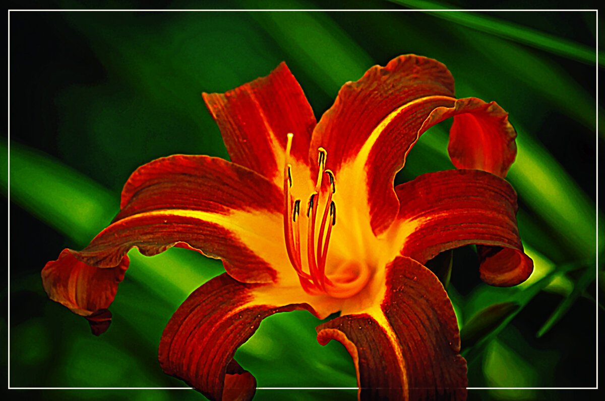 ЛИЛИЯ - Владимир Кроливец