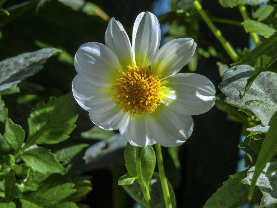 Георгина однолетняя - Валентин Семчишин Георгина однолетняя - Валентин Семчишин