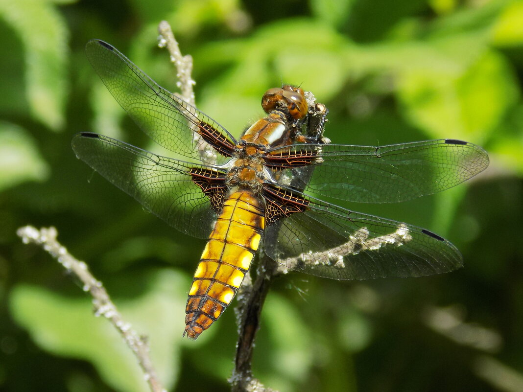 Стрекоза плоская - Константин Штарк