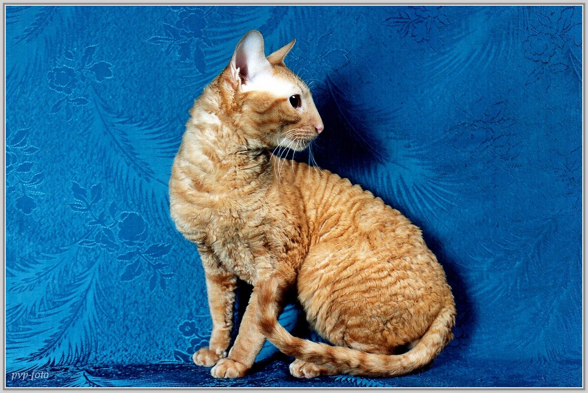 Грация. - Владимир Попов