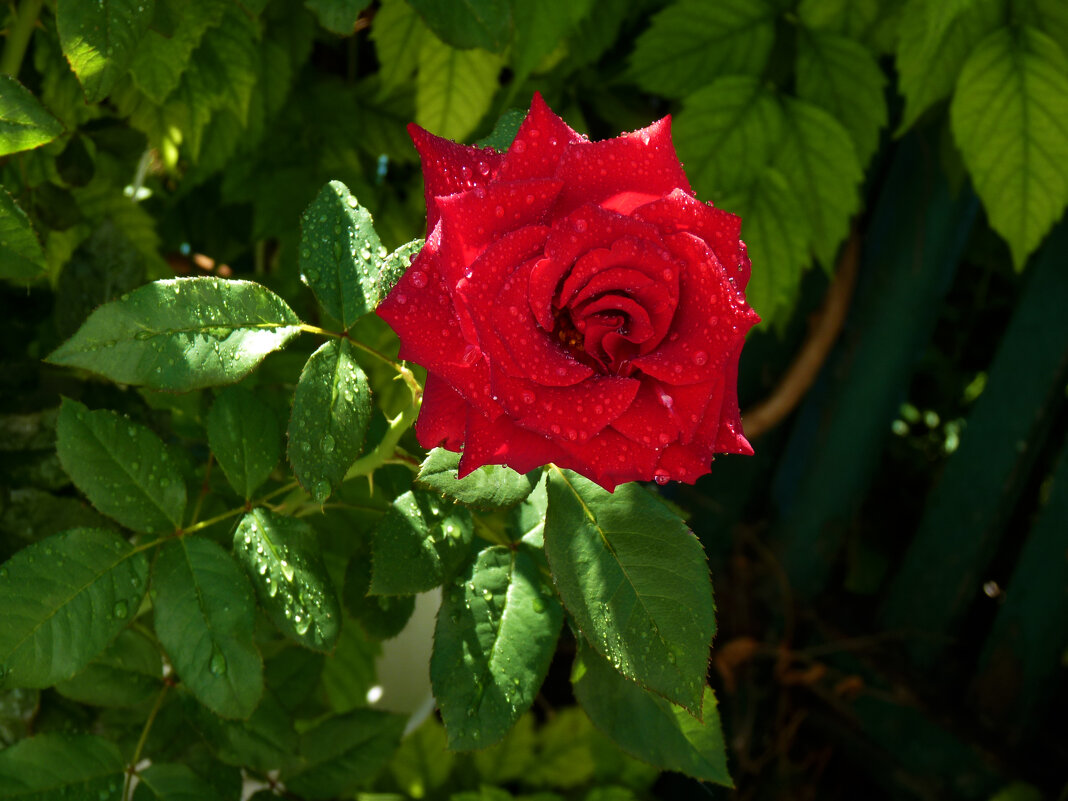 Алая роза Лавли  Ред - Валентин Семчишин
