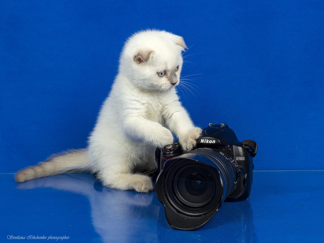 Любопытство не порок - Светлана Ищенко