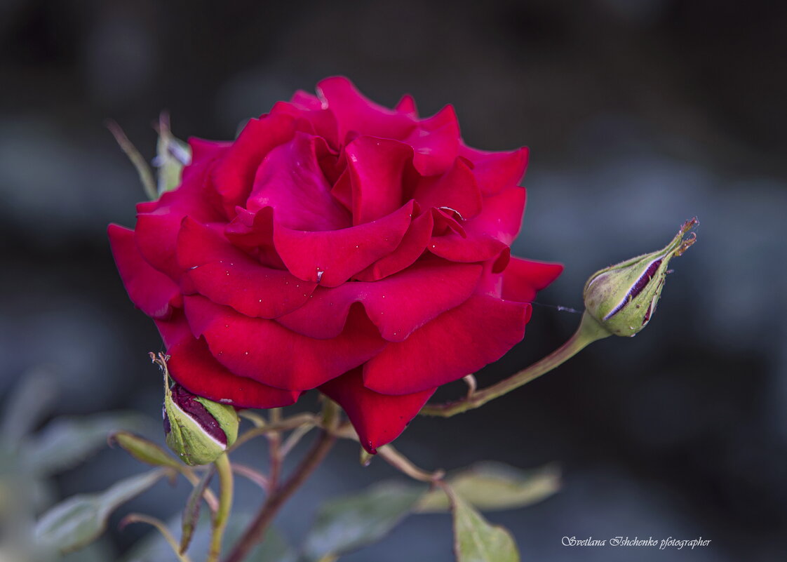 Розочка - Светлана Ищенко