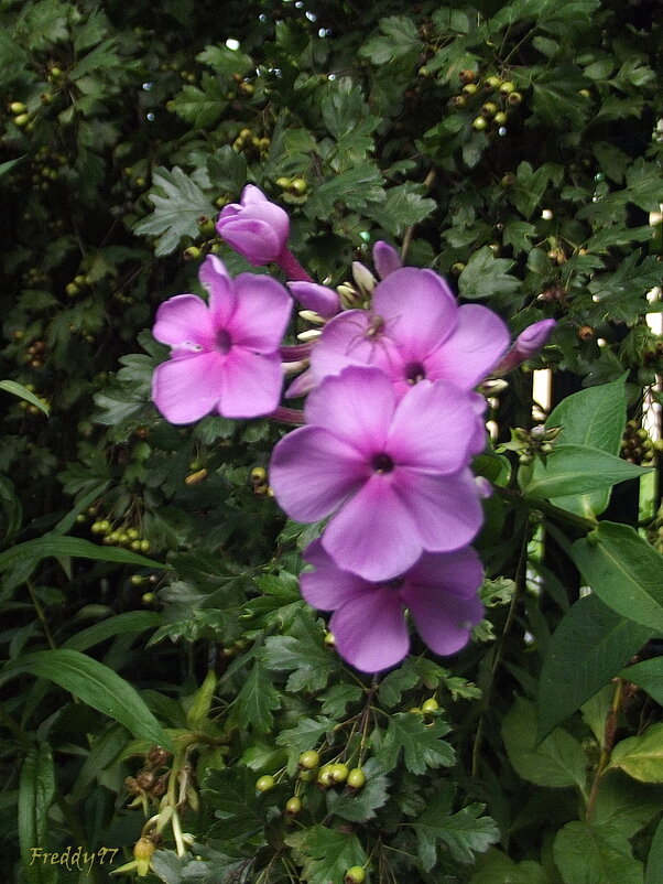 Флоксы - Freddy 97