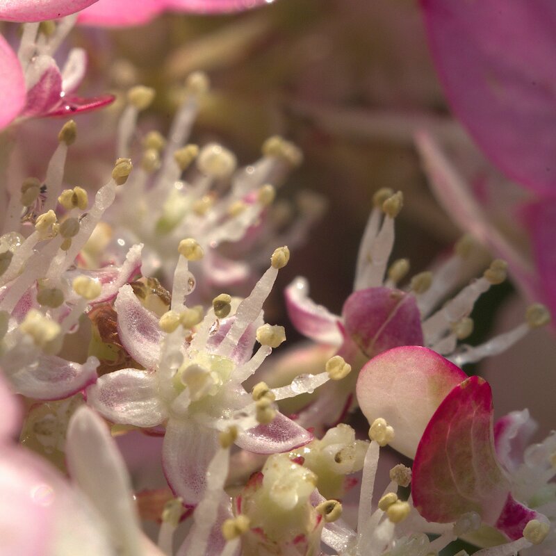 Гортензия вблизи - Kventin Natabos 