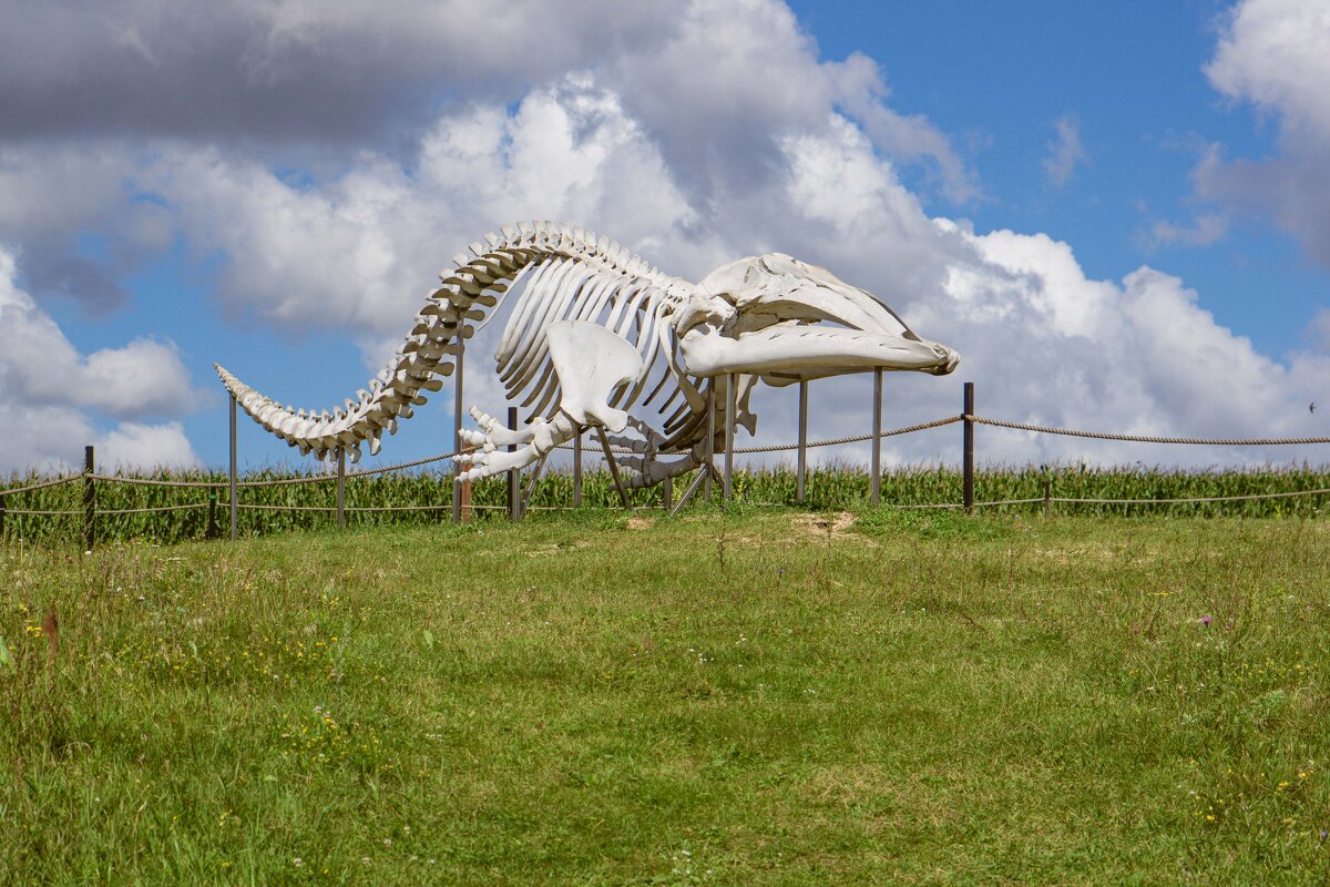 Киты парка Олений - Дмитрий Ряховский