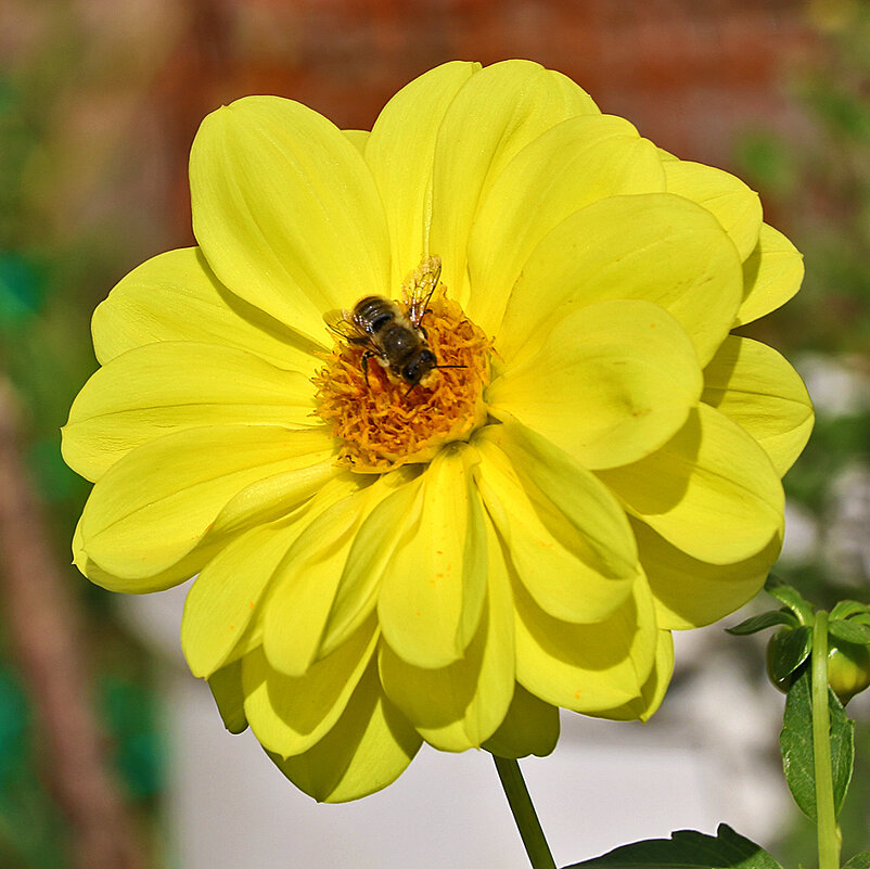 Трудяга на георгине - Светлана Трудяга на георгине - Светлана