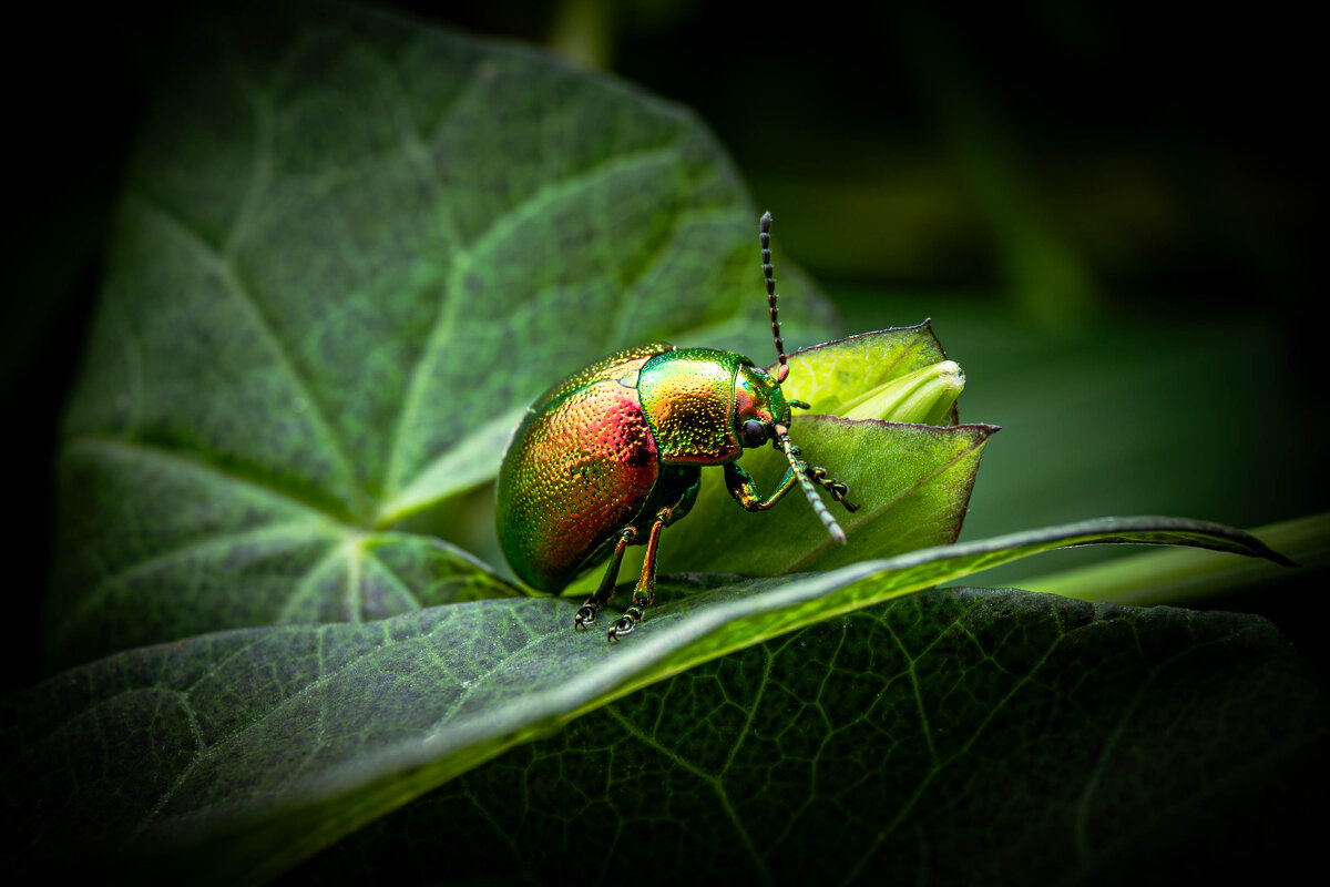 Листоед - Павел 
