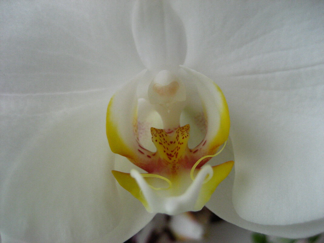 Орхидея - Олег Иванов