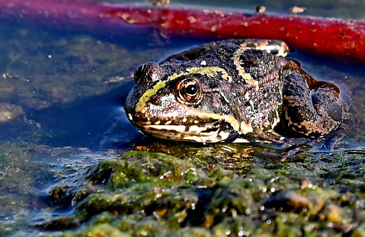 На городском озере... - Николай Саржанов
