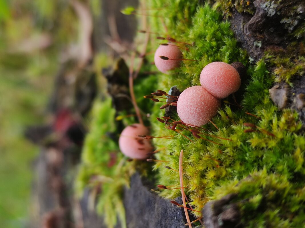 Ликогала древесинная - Aleksandra Chochaeva