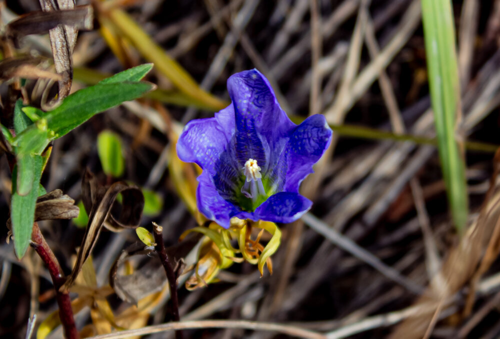 Горечавка лёгочная - Светлана SvetNika17