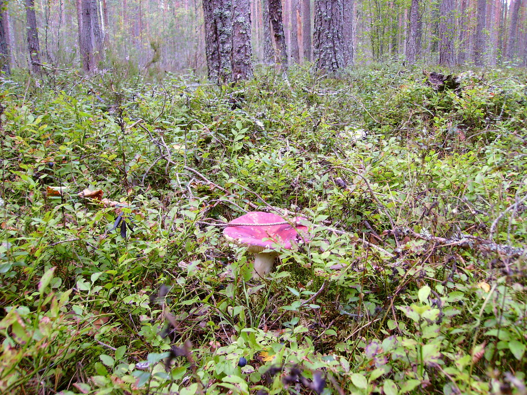 В лесу. - VasiLina *