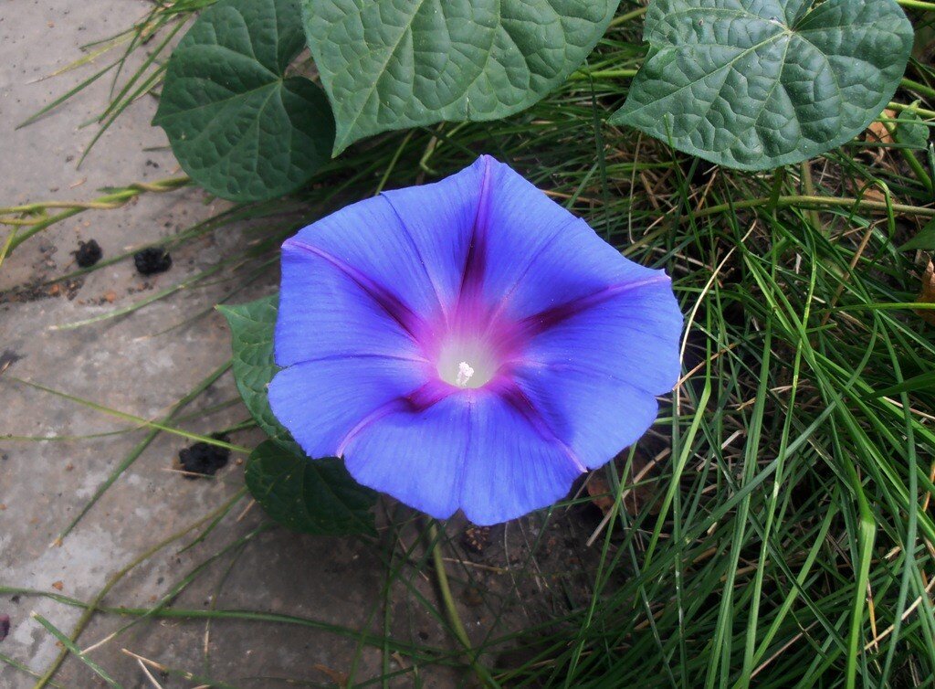 Голубой фонарик - Наталья 