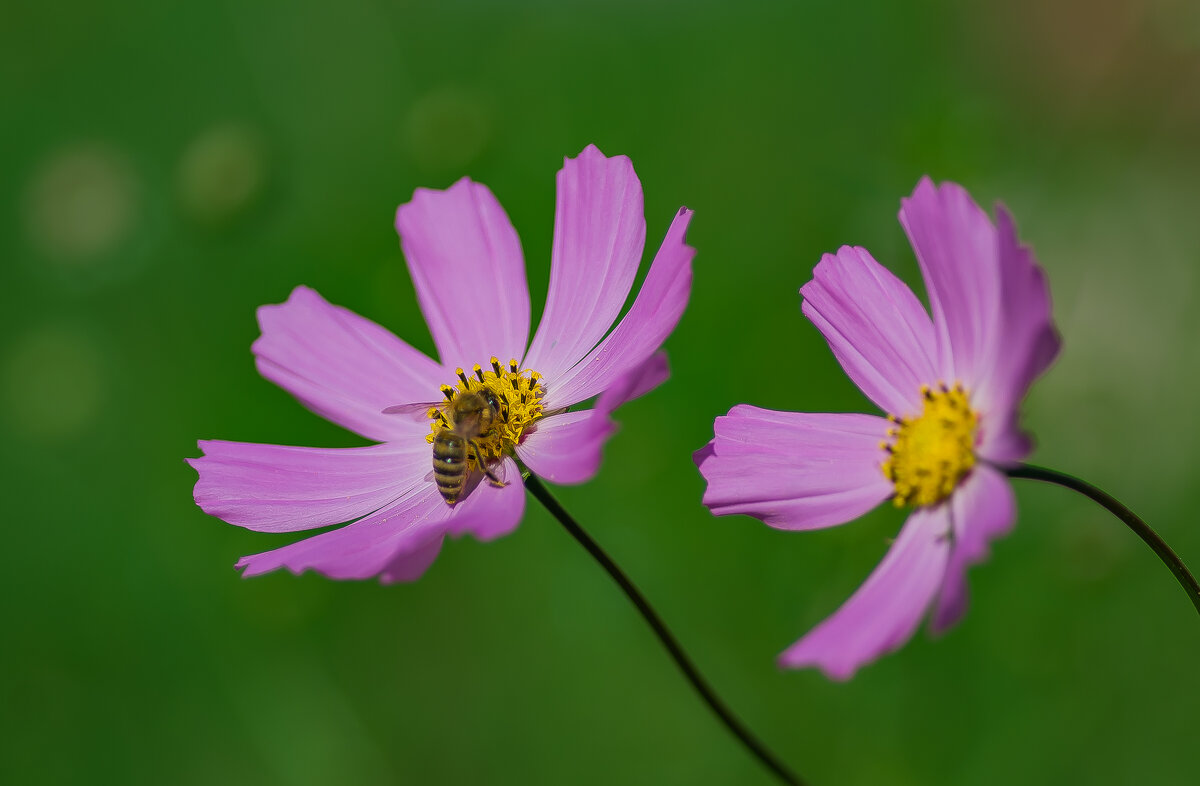 Летние мотивы. - Sergey (Apg) Летние мотивы. - Sergey (Apg)