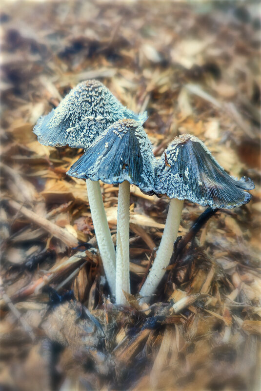 На мусорной куче - AZ east3