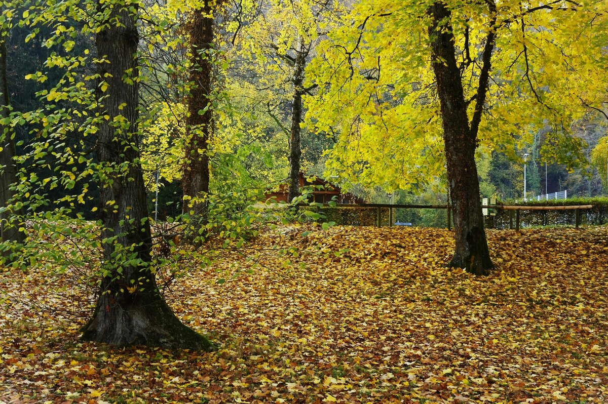 Скоро осень - Юрий. Шмаков Скоро осень - Юрий. Шмаков