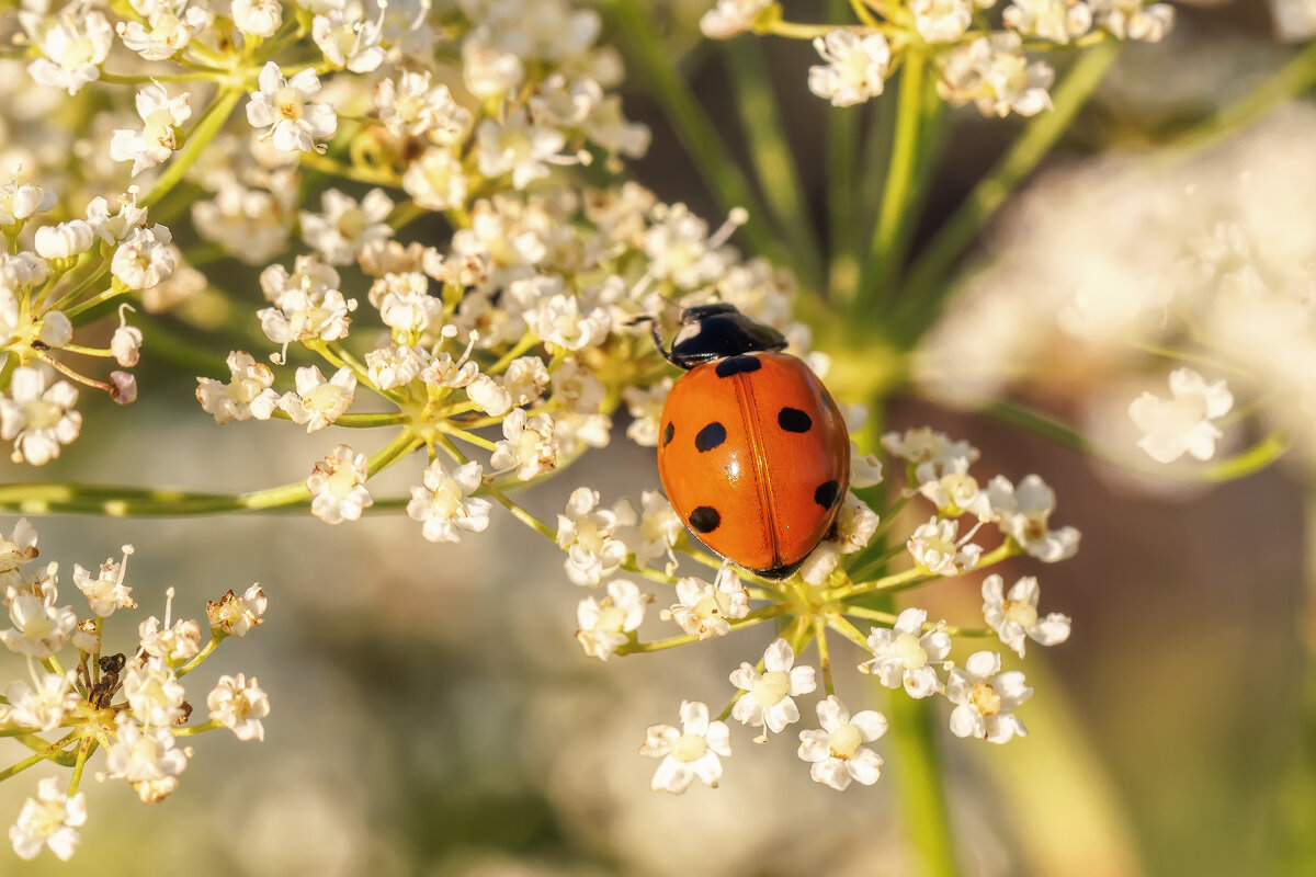 Божья коровка - Владимир Колесников