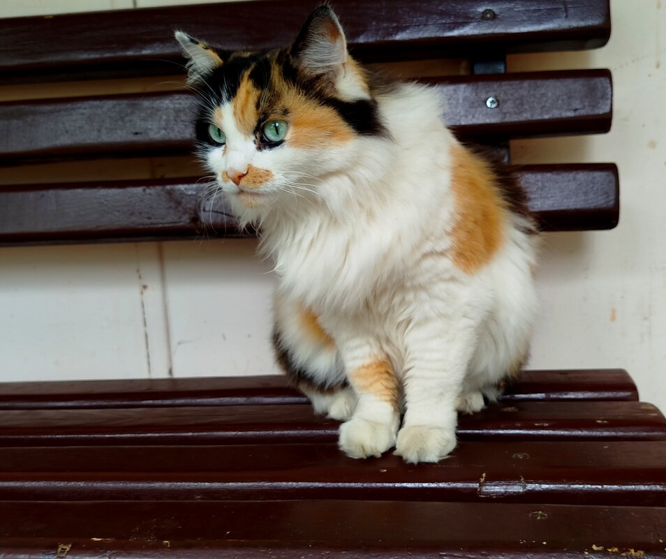 На выгуле голубоглазка - светлана льдокова