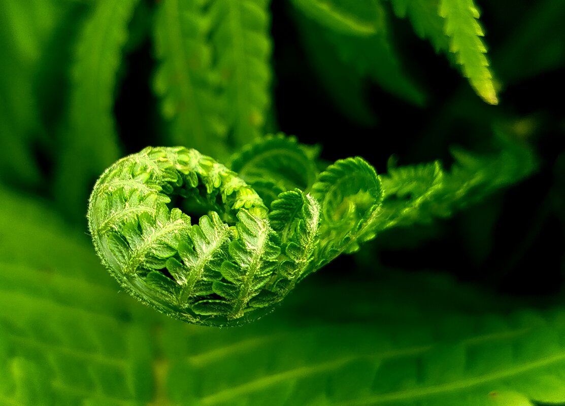 Папоротник - светлана льдокова