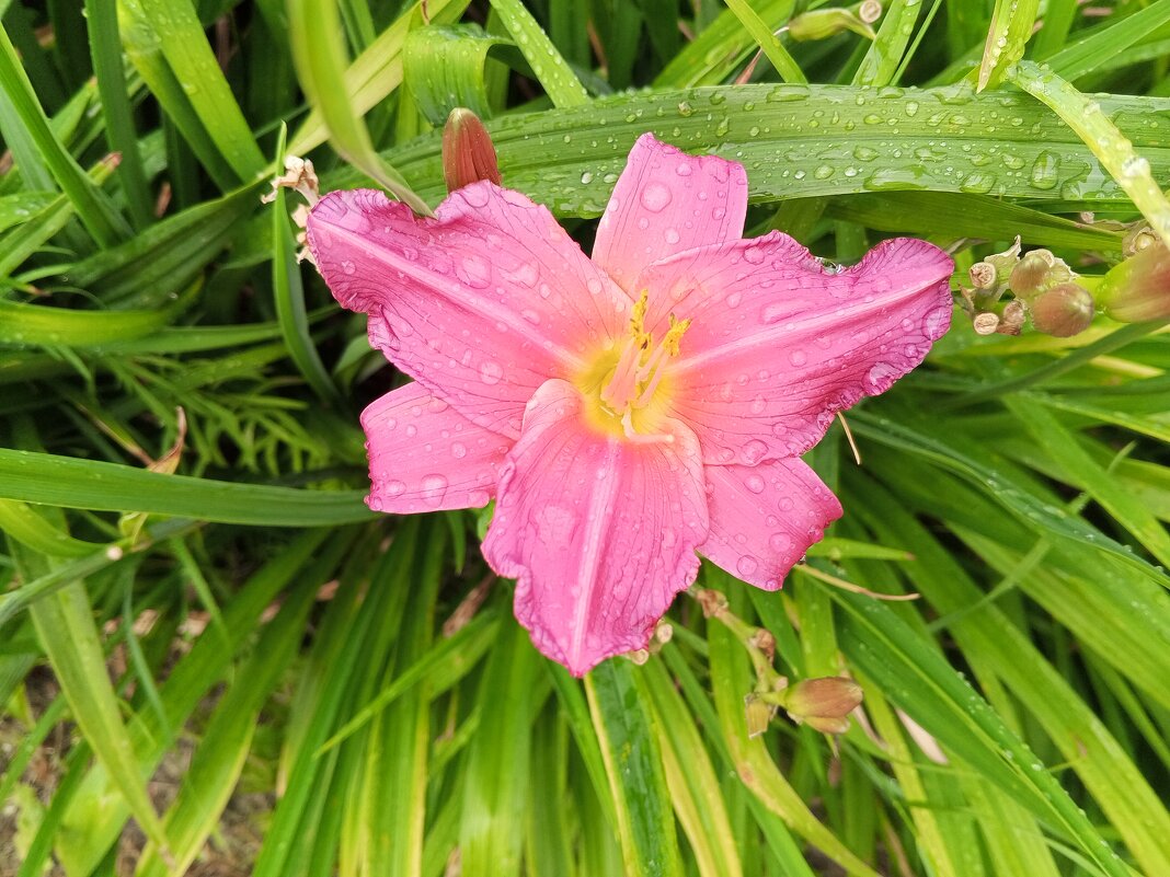 Лилейник - Сапсан 