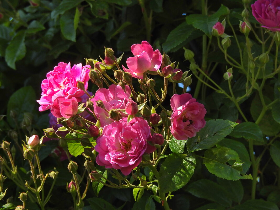 **** - ИННА ПОРОХОВА