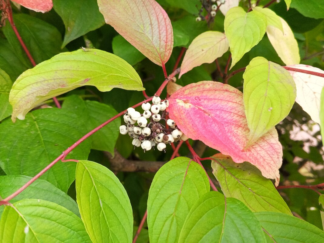 Дёрен - Сапсан 