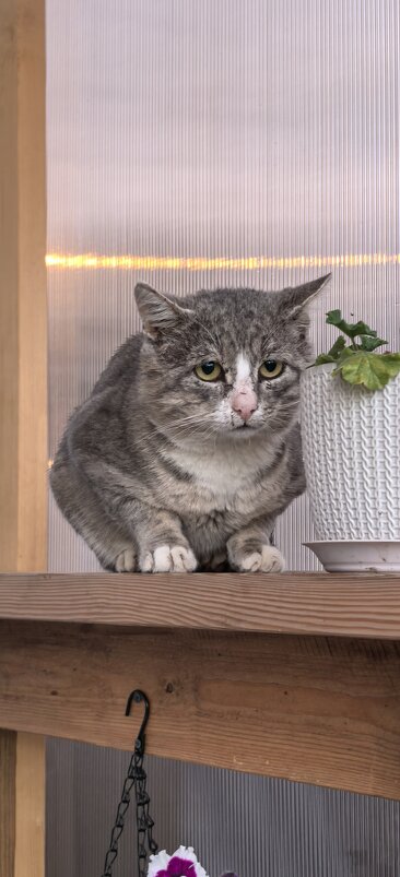 Гость по неволе - Алексей Лукаев