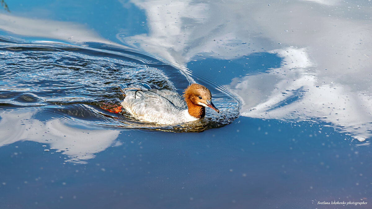 Большой крохаль - Светлана Ищенко