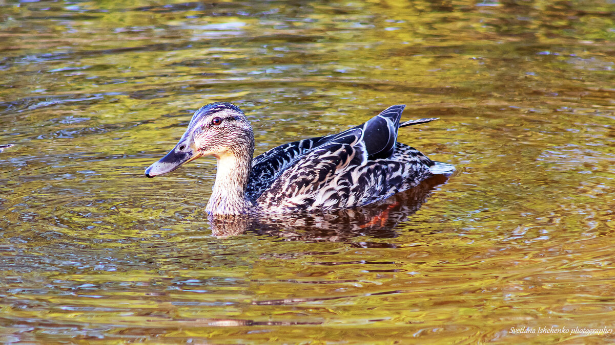 Самка кряквы - Светлана Ищенко