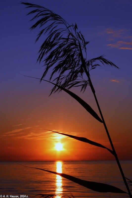 Былинка на закате - Александр Чашин