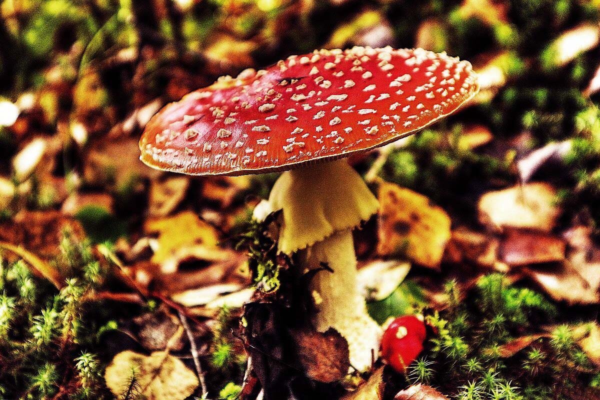 Осенний мухомор на Оленьем острове! - Владимир 