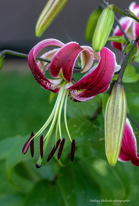 Лилия Генри - Светлана Ищенко