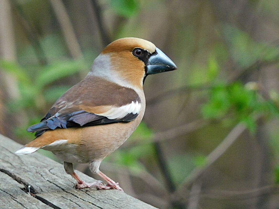 Дубонос - Лина 