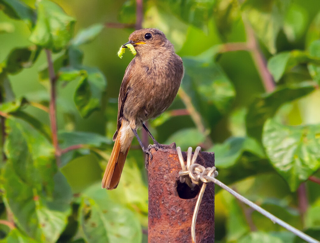 ** - Виталий Емельянов