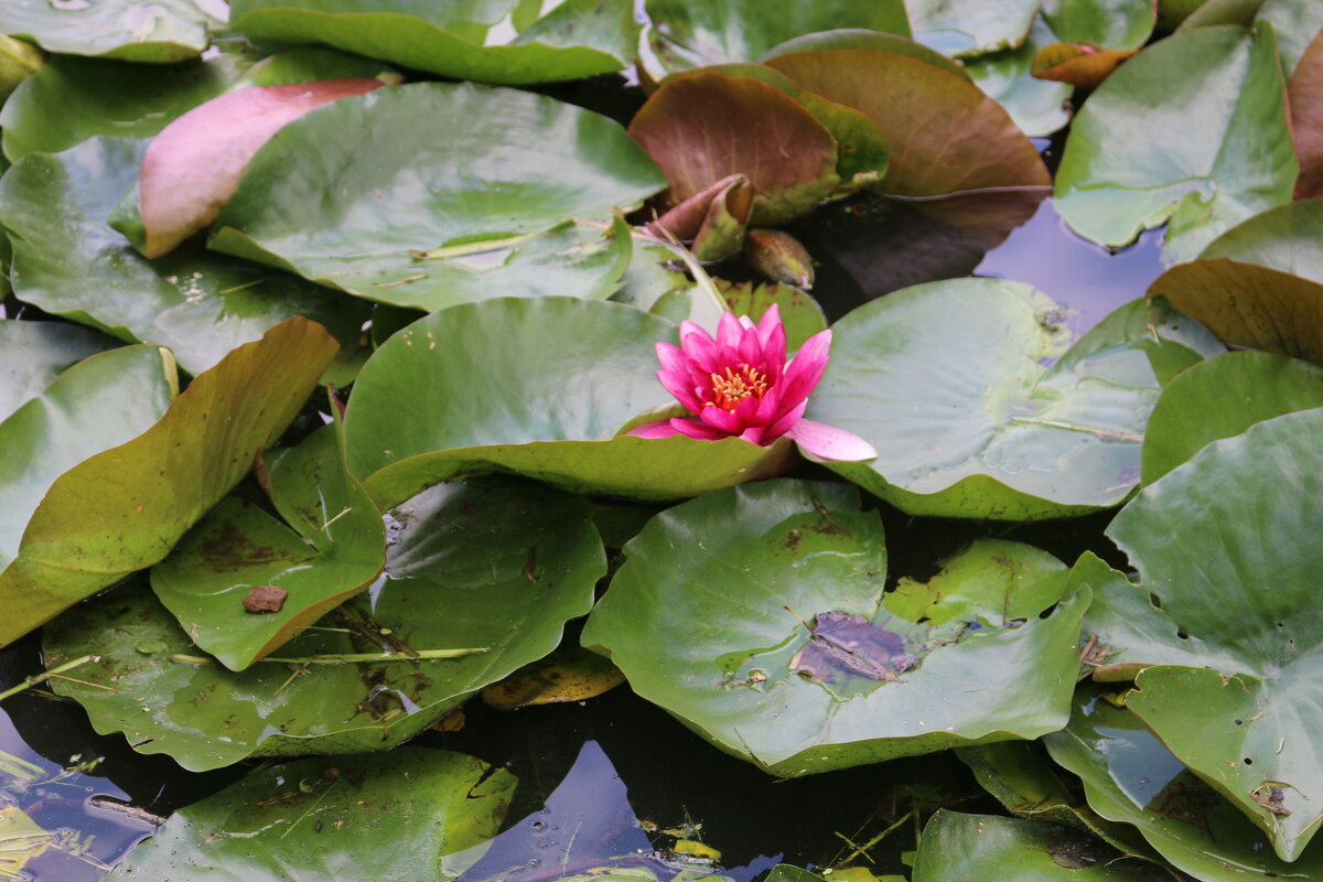 Есть в графском парке черный пруд... - Ольга Есть в графском парке черный пруд... - Ольга