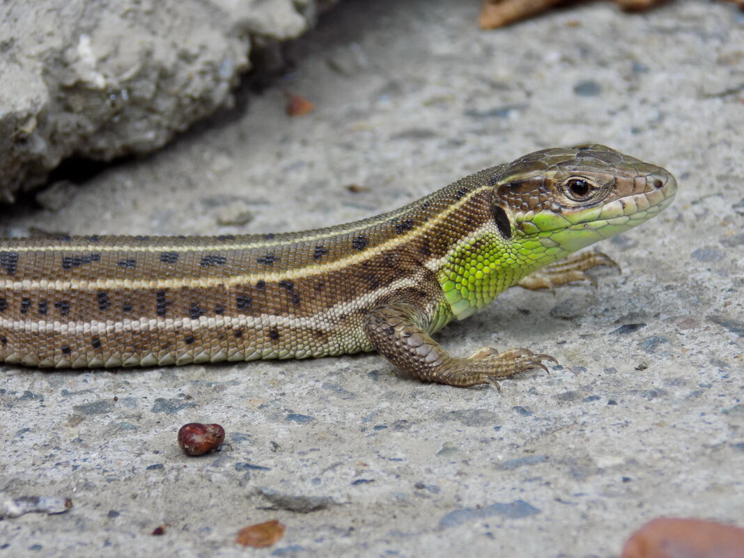 Среди бетонных плит... - Константин Штарк